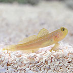 ora captive bred fish