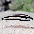 Striped Dottyback, Captive-Bred ORA®