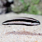 ora captive bred fish