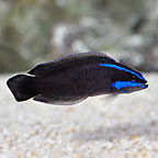 Springeri Dottyback, Captive-Bred ORA®