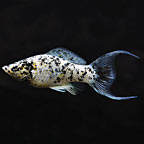 LYRETAIL BALLOON MOLLY °ASSORTED° - Goodjoseph LIVE Fish Store