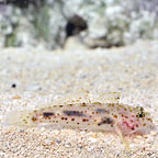 ORA® Captive-Bred Cave Transparent Goby