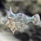 ORA® Captive-Bred Aiptasia Eating Filefish