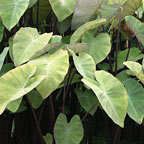 Violet-Stemmed Taro