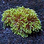 Torch Coral