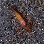  Captive-Bred Peppermint Shrimp