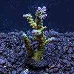 ORA® Aquacultured Blue Voodoo Acropora Coral