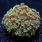 ORA® Aquacultured Marshall Island Long Polyp Goniopora Coral ORA® Aquacultured Marshall Island Long Polyp Goniopora Coral