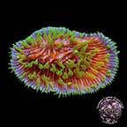 Herpolitha Tongue Coral, Purple and Green, Aquacultured