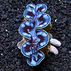 Maxima Clam Ultra, Coco's - Aquacultured