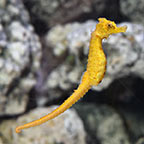 Half-Spinned Seahorse, Captive-Bred