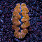 New ORA® Fish, Corals & Inverts