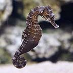 Brazilian Reidi Seahorse - Tank-Bred