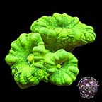 LiveAquaria® CCGC Aquacultured Neon Green Caulastrea Coral