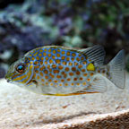 Yellow Blotch Rabbitfish