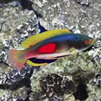 Scott's Fairy Wrasse 