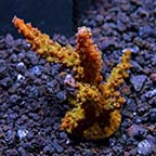 Micronesian Red Tip Green Acropora Coral, Aquacultured ORA® Micronesian Red Tip Green Acropora Coral, Aquacultured ORA®