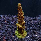 Micronesian Imperial Acropora Coral, Aquacultured ORA® Micronesian Imperial Acropora Coral, Aquacultured ORA®