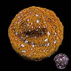 LiveAquaria® CCGC Aquacultured Silver Eye Leptoseris Coral
