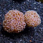 Hammer Coral, Branching