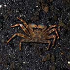 Sally Lightfoot Crab