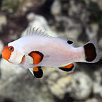 Wyoming White Clownfish, Captive-Bred