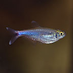 Blue Tetra Group