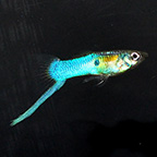 Japanese Blue Swordtail Male Guppy