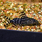 Synodontis angelicus X Eupterus hybrid