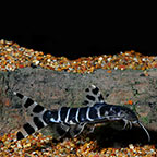 Synodontis Brichardi Catfish