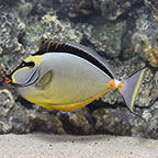 Naso Tang