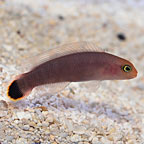 ORA® Captive-Bred Elongate Dottyback