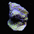 Micronesian Assorted Summer SPS Coral Frag 5 Pack, Aquacultured ORA® Micronesian Assorted Summer SPS Coral Frag 5 Pack, Aquacultured ORA®