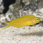 ORA® Captive-Bred Canary Blenny