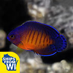 Biota Captive-Bred Coral Beauty Angelfish