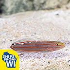 Biota Captive-Bred Court Jester Goby