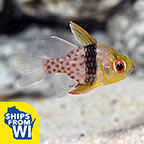 Biota Pajama Cardinalfish Captive-Bred