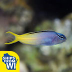 Biota Captive-Bred Forktail Blenny