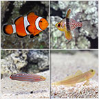 Aquatic Life Pack - 20 to 25 Gallon Marine Fish Aquatic Life Pack - 20 to 25 Gallon Marine Fish
