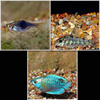 Aquatic Life Pack - 9 to 10 Gallon Freshwater Fish Aquatic Life Pack - 9 to 10 Gallon Freshwater Fish