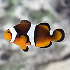 Captive-Bred Marine Fish