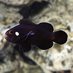 Domino Clownfish, Captive-Bred