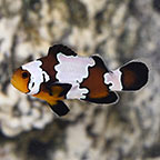 Black Snowflake Clownfish, Captive-Bred