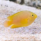 Lemon Damselfish, Captive-Bred