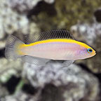 Sunrise  Dottyback