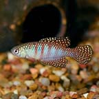 Magnificus Killifish 