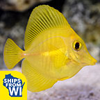 Biota Captive-Bred Yellow Tang