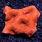 Australian Bowerbanki Coral, Red/Orange