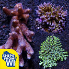 Assorted Aussie Acropora Coral 3 Pack