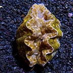 ORA® Aquacultured Hippopus Clam